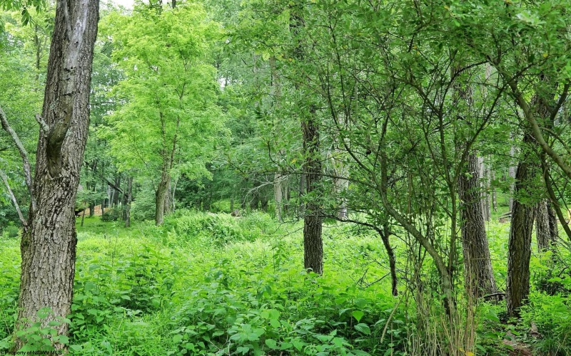 Lot 2 Alpine Drive, Terra Alta, West Virginia 26764, ,Lots/land,For Sale,Alpine,10165571