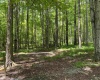 Lot 42 Bobcat Road, Davis, West Virginia 26260, ,Lots/land,For Sale,Bobcat,10165576