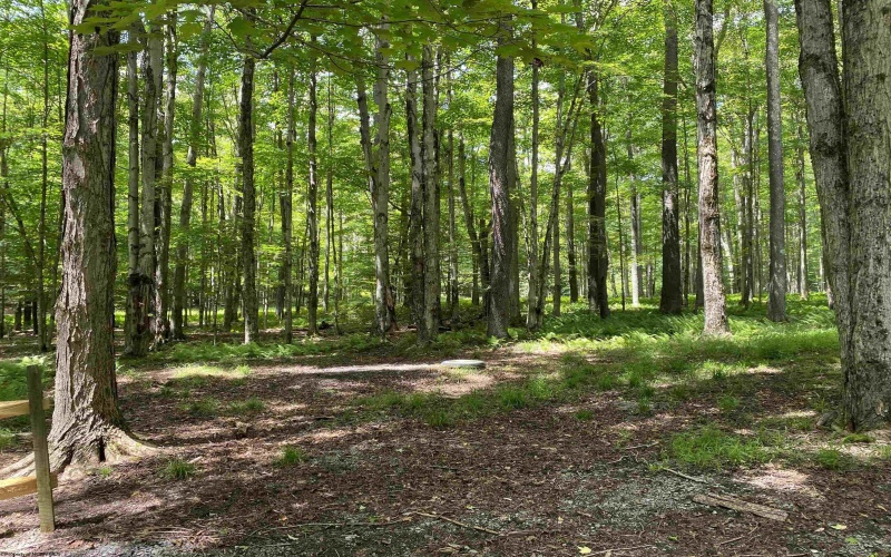 Lot 42 Bobcat Road, Davis, West Virginia 26260, ,Lots/land,For Sale,Bobcat,10165576