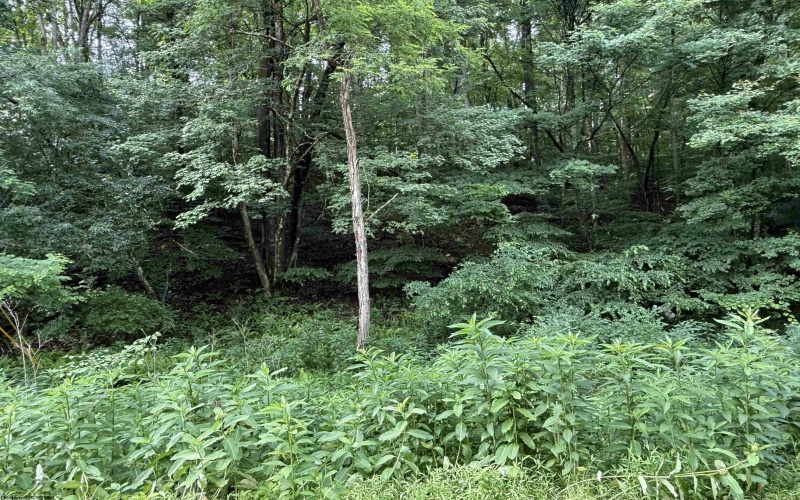 0 Oak Drive, Elkins, West Virginia 26241, ,Lots/land,For Sale,Oak,10165578