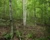 Lot 1 Sycamore Fork Road, Wallace, West Virginia 26448, ,Lots/land,For Sale,Sycamore Fork,10165585