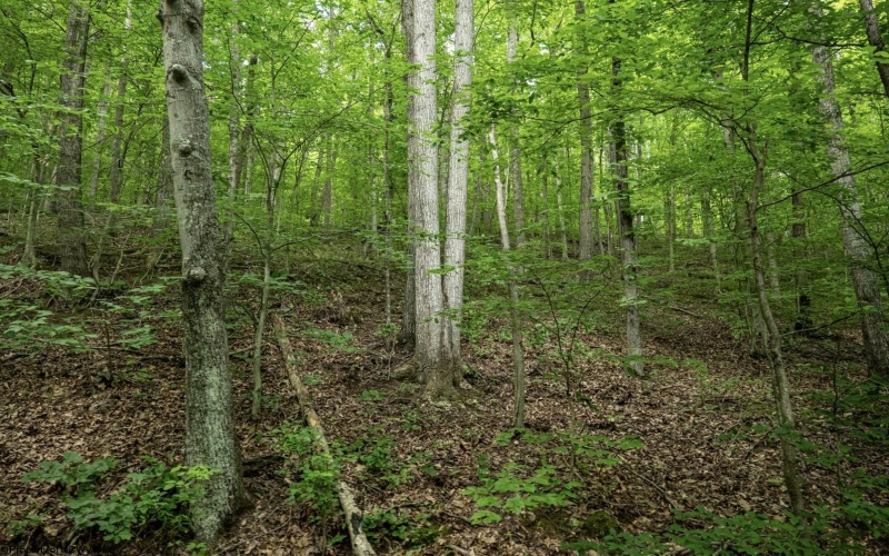 Lot 1 Sycamore Fork Road, Wallace, West Virginia 26448, ,Lots/land,For Sale,Sycamore Fork,10165585