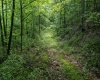 Lot 1 Sycamore Fork Road, Wallace, West Virginia 26448, ,Lots/land,For Sale,Sycamore Fork,10165585