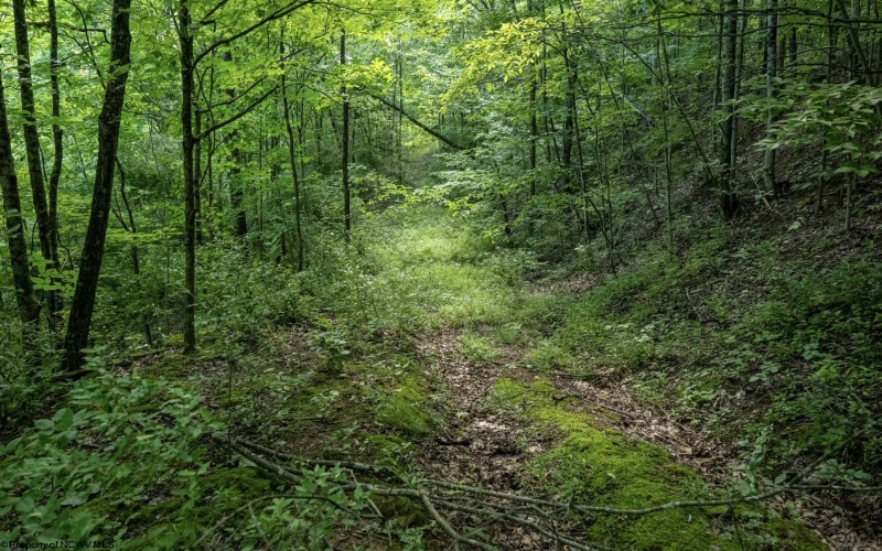Lot 1 Sycamore Fork Road, Wallace, West Virginia 26448, ,Lots/land,For Sale,Sycamore Fork,10165585