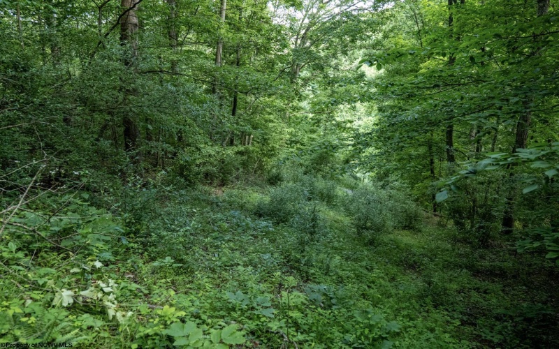 Lot 1 Sycamore Fork Road, Wallace, West Virginia 26448, ,Lots/land,For Sale,Sycamore Fork,10165585