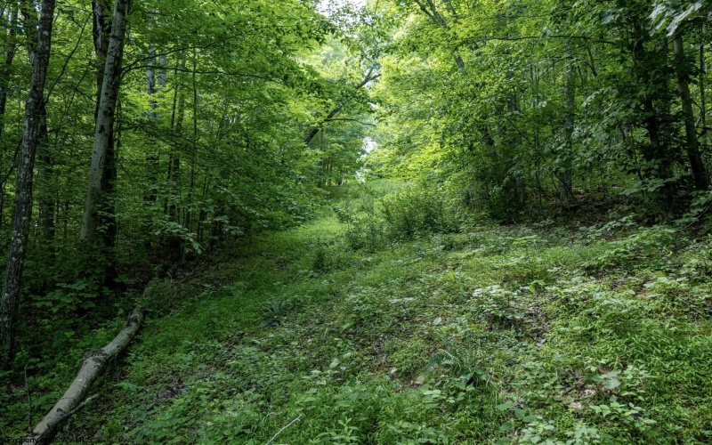 Lot 1 Sycamore Fork Road, Wallace, West Virginia 26448, ,Lots/land,For Sale,Sycamore Fork,10165585