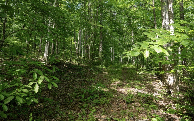 Lot 1 Sycamore Fork Road, Wallace, West Virginia 26448, ,Lots/land,For Sale,Sycamore Fork,10165585