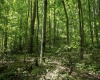 Lot 1 Sycamore Fork Road, Wallace, West Virginia 26448, ,Lots/land,For Sale,Sycamore Fork,10165585