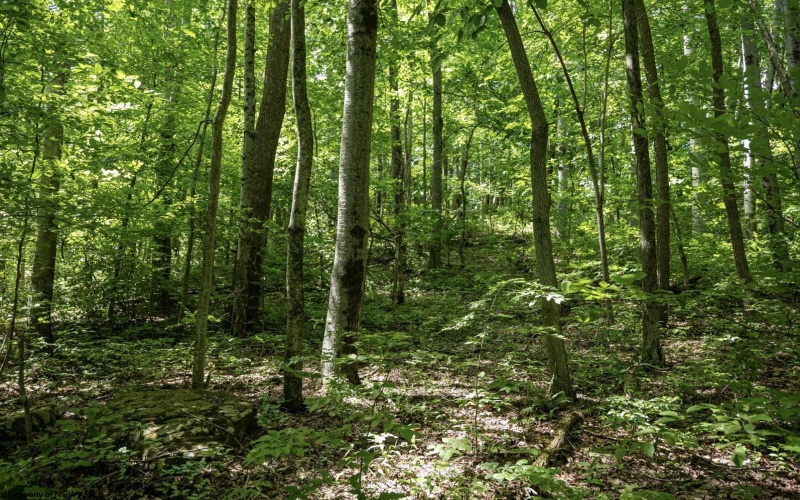 Lot 1 Sycamore Fork Road, Wallace, West Virginia 26448, ,Lots/land,For Sale,Sycamore Fork,10165585