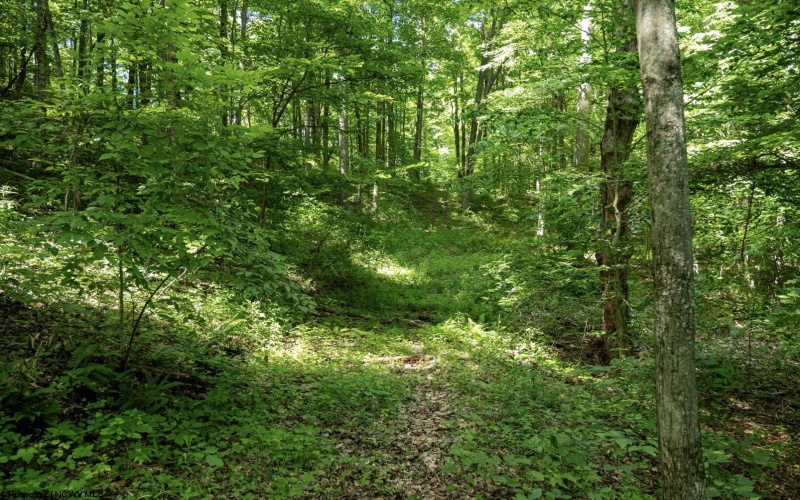 Lot 1 Sycamore Fork Road, Wallace, West Virginia 26448, ,Lots/land,For Sale,Sycamore Fork,10165585