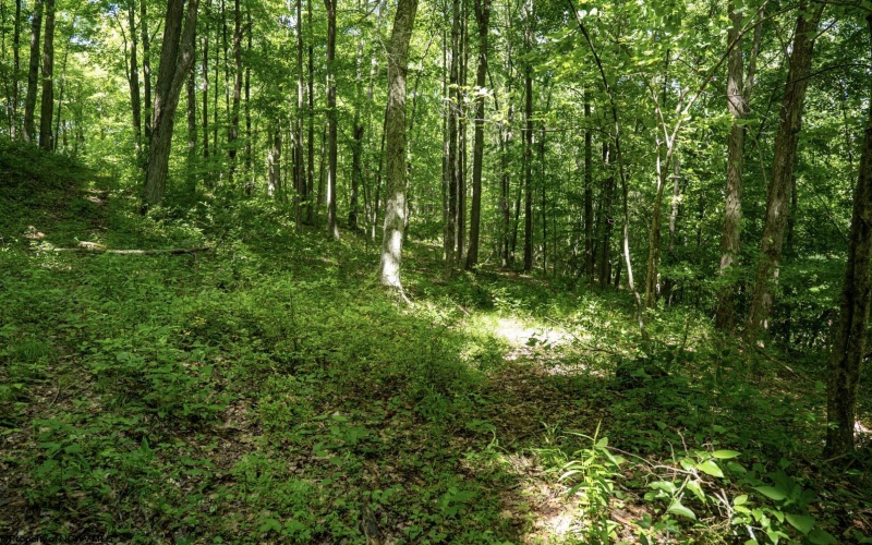 Lot 1 Sycamore Fork Road, Wallace, West Virginia 26448, ,Lots/land,For Sale,Sycamore Fork,10165585