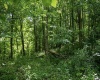 Lot 1 Sycamore Fork Road, Wallace, West Virginia 26448, ,Lots/land,For Sale,Sycamore Fork,10165585