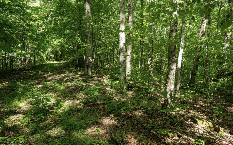 Lot 1 Sycamore Fork Road, Wallace, West Virginia 26448, ,Lots/land,For Sale,Sycamore Fork,10165585
