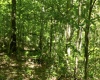 Lot 1 Sycamore Fork Road, Wallace, West Virginia 26448, ,Lots/land,For Sale,Sycamore Fork,10165585