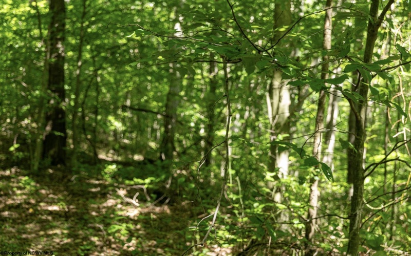 Lot 1 Sycamore Fork Road, Wallace, West Virginia 26448, ,Lots/land,For Sale,Sycamore Fork,10165585