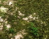 Lot 1 Sycamore Fork Road, Wallace, West Virginia 26448, ,Lots/land,For Sale,Sycamore Fork,10165585