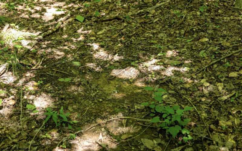 Lot 1 Sycamore Fork Road, Wallace, West Virginia 26448, ,Lots/land,For Sale,Sycamore Fork,10165585