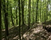 Lot 1 Sycamore Fork Road, Wallace, West Virginia 26448, ,Lots/land,For Sale,Sycamore Fork,10165585