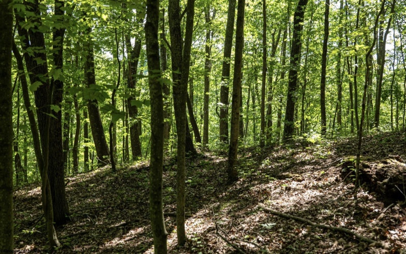 Lot 1 Sycamore Fork Road, Wallace, West Virginia 26448, ,Lots/land,For Sale,Sycamore Fork,10165585
