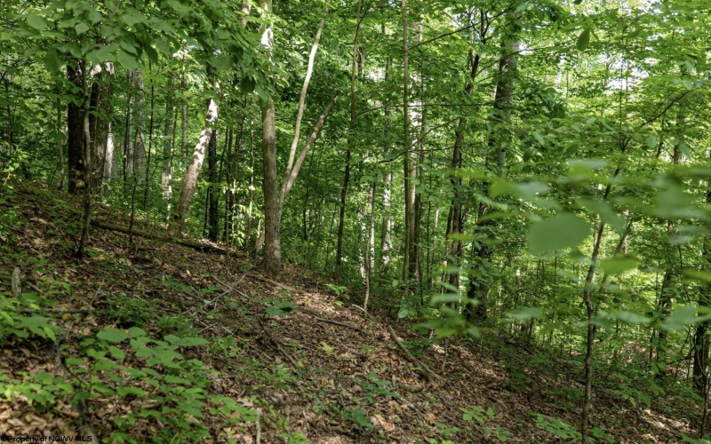 Lot 1 Sycamore Fork Road, Wallace, West Virginia 26448, ,Lots/land,For Sale,Sycamore Fork,10165585