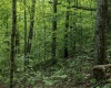 Lot 1 Sycamore Fork Road, Wallace, West Virginia 26448, ,Lots/land,For Sale,Sycamore Fork,10165585