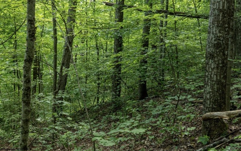Lot 1 Sycamore Fork Road, Wallace, West Virginia 26448, ,Lots/land,For Sale,Sycamore Fork,10165585