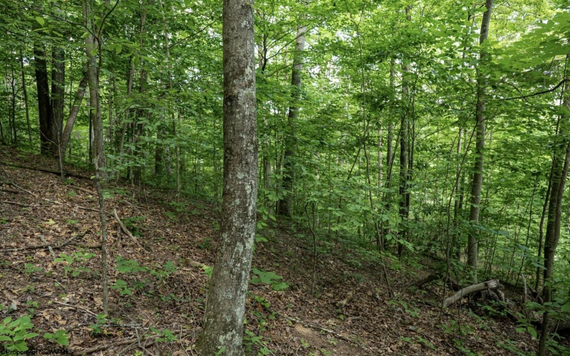 Lot 1 Sycamore Fork Road, Wallace, West Virginia 26448, ,Lots/land,For Sale,Sycamore Fork,10165585