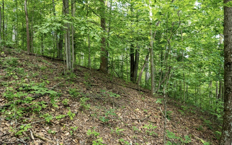 Lot 1 Sycamore Fork Road, Wallace, West Virginia 26448, ,Lots/land,For Sale,Sycamore Fork,10165585