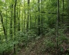 Lot 1 Sycamore Fork Road, Wallace, West Virginia 26448, ,Lots/land,For Sale,Sycamore Fork,10165585