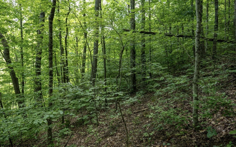 Lot 1 Sycamore Fork Road, Wallace, West Virginia 26448, ,Lots/land,For Sale,Sycamore Fork,10165585