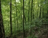 Lot 1 Sycamore Fork Road, Wallace, West Virginia 26448, ,Lots/land,For Sale,Sycamore Fork,10165585