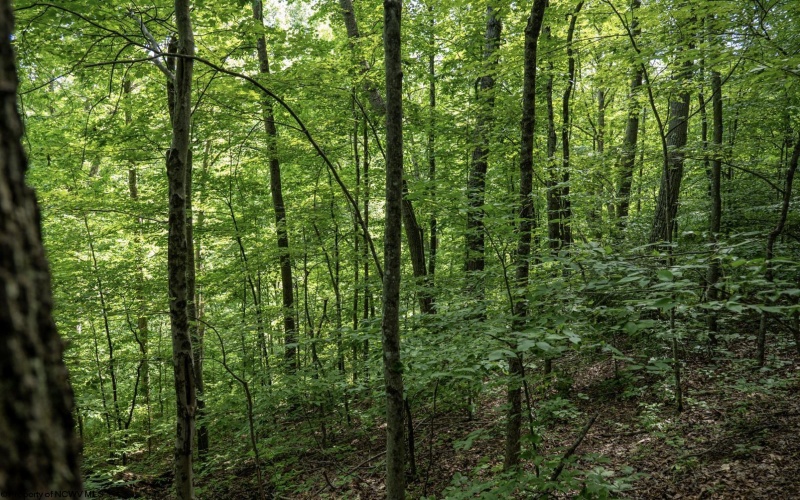 Lot 1 Sycamore Fork Road, Wallace, West Virginia 26448, ,Lots/land,For Sale,Sycamore Fork,10165585