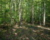 Lot 1 Sycamore Fork Road, Wallace, West Virginia 26448, ,Lots/land,For Sale,Sycamore Fork,10165585