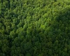 Lot 1 Sycamore Fork Road, Wallace, West Virginia 26448, ,Lots/land,For Sale,Sycamore Fork,10165585