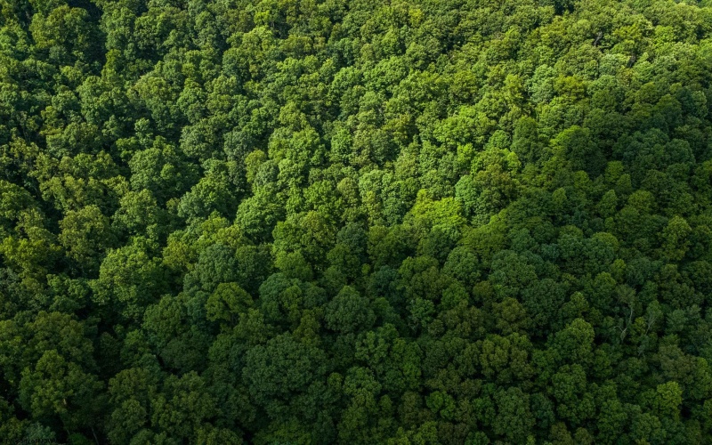 Lot 1 Sycamore Fork Road, Wallace, West Virginia 26448, ,Lots/land,For Sale,Sycamore Fork,10165585