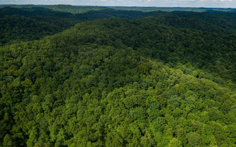 Lot 1 Sycamore Fork Road, Wallace, West Virginia 26448, ,Lots/land,For Sale,Sycamore Fork,10165585