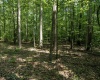 Lot 1 Sycamore Fork Road, Wallace, West Virginia 26448, ,Lots/land,For Sale,Sycamore Fork,10165585