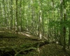 Lot 1 Sycamore Fork Road, Wallace, West Virginia 26448, ,Lots/land,For Sale,Sycamore Fork,10165585