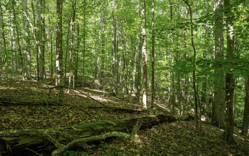 Lot 1 Sycamore Fork Road, Wallace, West Virginia 26448, ,Lots/land,For Sale,Sycamore Fork,10165585