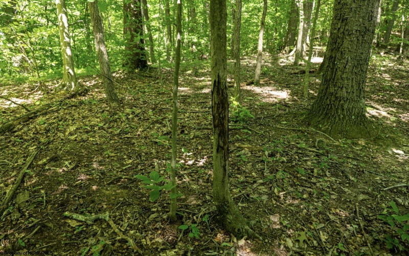 Lot 1 Sycamore Fork Road, Wallace, West Virginia 26448, ,Lots/land,For Sale,Sycamore Fork,10165585