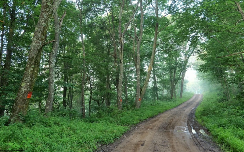 TBD SALTLICK Road, Terra Alta, West Virginia 26764, 0 , 0 ,0,Lots/land,For Sale,SALTLICK,0,10165626 TBD SALTLICK Road, Terra Alta, West Virginia 26764, 0 , 0 ,0,Lots/land,For Sale,SALTLICK,0,10165626