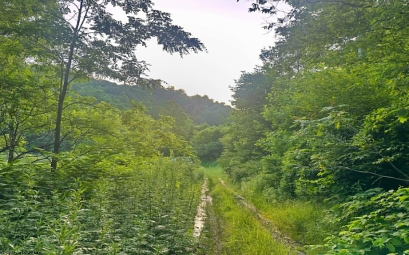0 Saltlick Road, Terra Alta, West Virginia 26764, 0 , 0 ,0,Lots/land,For Sale,Saltlick,0,10165654