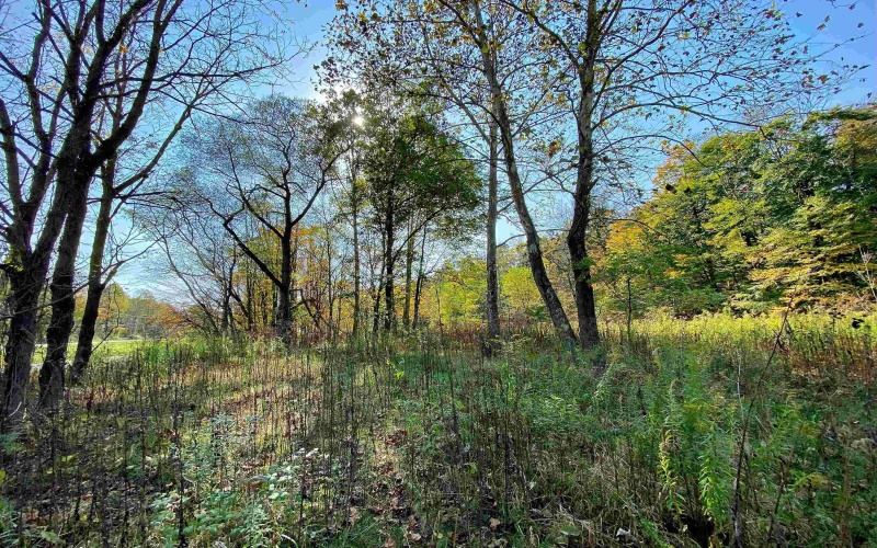 TBD Blizzard Gate Road, Harman, West Virginia 26270, 0 , 0 ,0,Lots/land,For Sale,Blizzard Gate,0,10165640