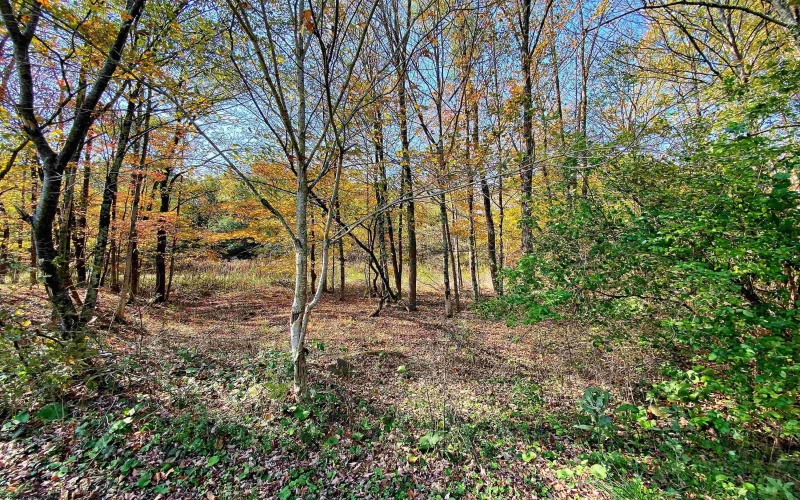 TBD Blizzard Gate Road, Harman, West Virginia 26270, 0 , 0 ,0,Lots/land,For Sale,Blizzard Gate,0,10165640