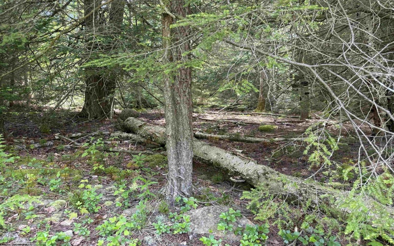 Lot 96 Gondola Court, Davis, West Virginia 26260, 0 , 0 ,0,Lots/land,For Sale,Gondola,0,10154433 Lot 96 Gondola Court, Davis, West Virginia 26260, 0 , 0 ,0,Lots/land,For Sale,Gondola,0,10154433