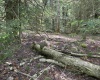 Lot 96 Gondola Court, Davis, West Virginia 26260, 0 , 0 ,0,Lots/land,For Sale,Gondola,0,10154433 Lot 96 Gondola Court, Davis, West Virginia 26260, 0 , 0 ,0,Lots/land,For Sale,Gondola,0,10154433