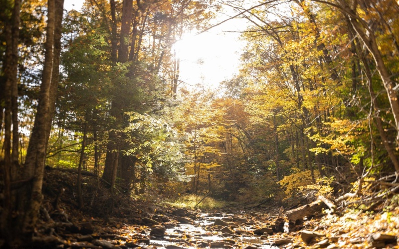7242 Files Creek Road, Beverly, West Virginia 26253, 0 , 0 ,0,Commercial (for Sale),For Sale,Files Creek,0,10164520