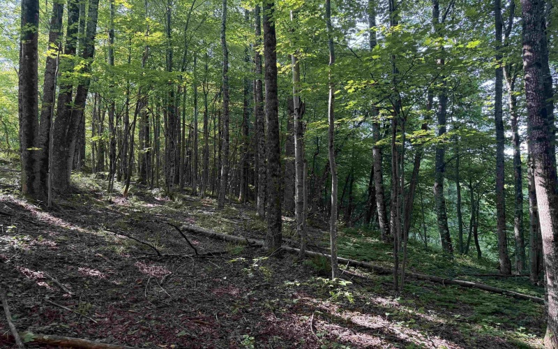 TBD Barbour County Highway, Belington, West Virginia 26250, 0 , 0 ,0,Lots/land,For Sale,Barbour County,0,10165659 TBD Barbour County Highway, Belington, West Virginia 26250, 0 , 0 ,0,Lots/land,For Sale,Barbour County,0,10165659