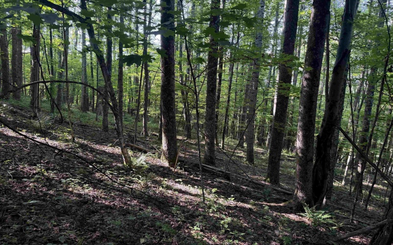 TBD Barbour County Highway, Belington, West Virginia 26250, 0 , 0 ,0,Lots/land,For Sale,Barbour County,0,10165659 TBD Barbour County Highway, Belington, West Virginia 26250, 0 , 0 ,0,Lots/land,For Sale,Barbour County,0,10165659