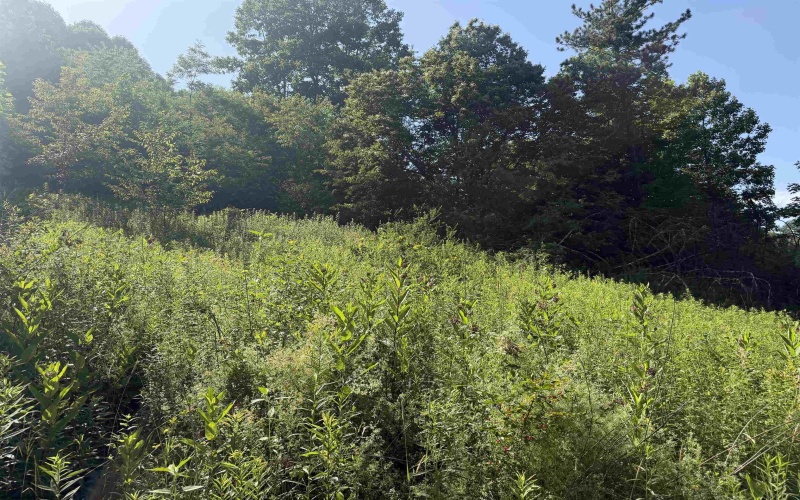 TBD Barbour County Highway, Belington, West Virginia 26250, 0 , 0 ,0,Lots/land,For Sale,Barbour County,0,10165659 TBD Barbour County Highway, Belington, West Virginia 26250, 0 , 0 ,0,Lots/land,For Sale,Barbour County,0,10165659